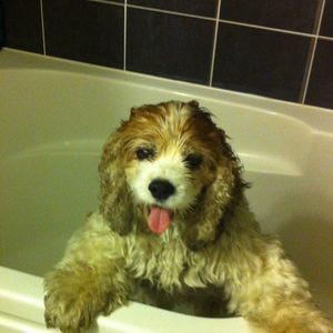 Meet your Posher, Casey